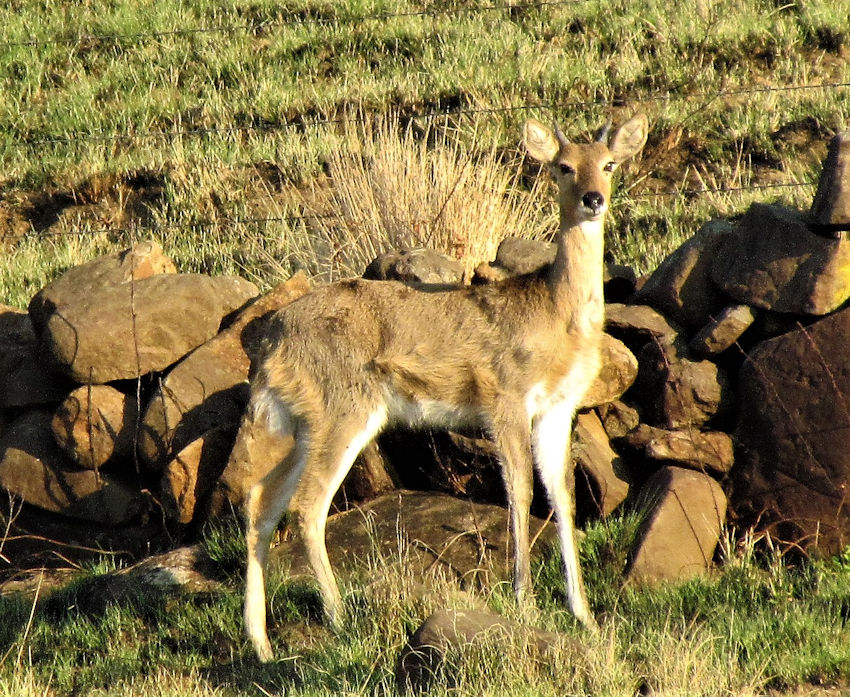 Young male reedbuck